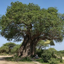 Huge Baobab tree on the entrance of Tarangire National Park